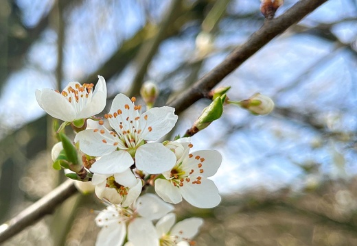 23-03-17 10-40-06 4879